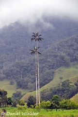 Waxpalm Ceroxylon quindiuense pair 