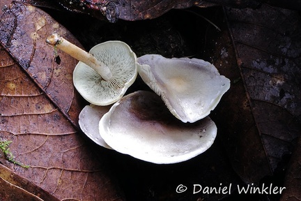 Agaric Chicaque 2014 DwMs