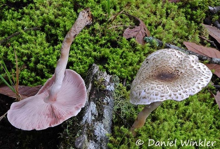 Agaricus meadow 2014 DW Ms