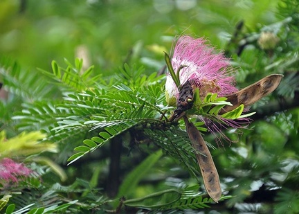 Albizia flower Choco Ms