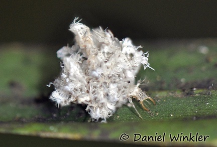 Anamorph mimicry insect DW MS