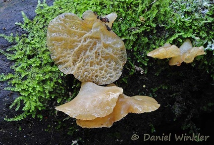 Auricularia delicata Chicaque DW Ms