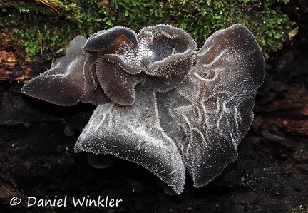Auricularia sp DW Ms