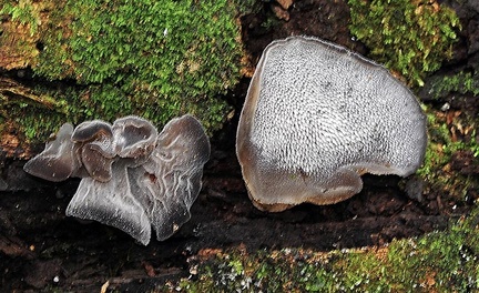Auricularia sp Ms
