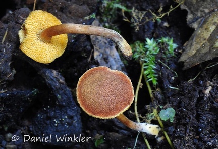 Bolete Chicaque 2014 DW Ms