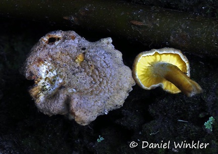 Cantharellus cf cibarius Chicaque 2014 DW Ms