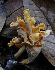 Cantherellus Colombia 2014 DW Ms
