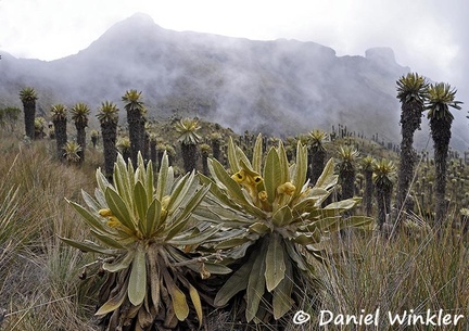 Espeletia flowers Frailejón in landscape2 DW Ms
