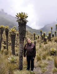 Espeletia Frailejón Sophia Ms