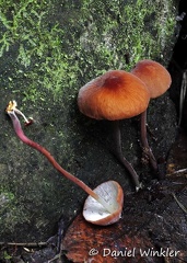 Marasmioid Chicaque DW Ms