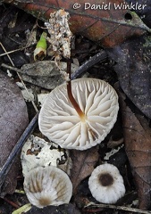 Marasmius Chicaque Hyb 2014 DW Ms