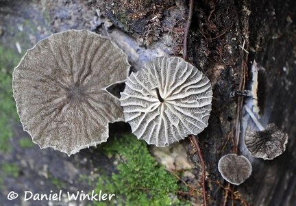 Marasmius gray Choco DW Ms