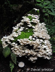 Mass fruiting Agaric white DW Ms