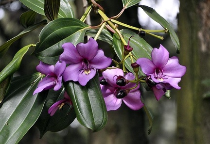 Meriana nobilis Melastomaceae Botanical garden Bogota Ms