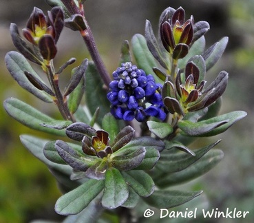 Monnina revoluta Polygalaceae DW Ms