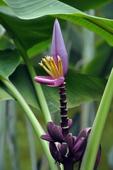 Musaceae flower Botanical garden Bogota Ms