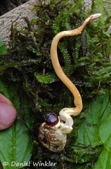 Ophiocordyceps melolonthae Choco DW Ms