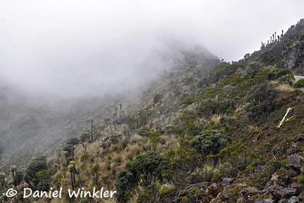 Paramo slope w Espeletia DW Ms