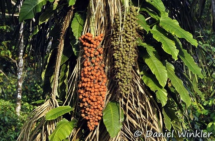 Palm fruits Armagal DW Ms