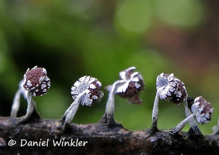 Physarum album Slime mold Chicaque DW Ms