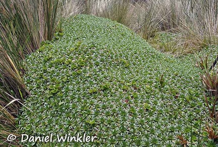 Plantago rigida Paramo DW Ms