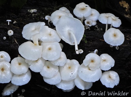 Polyporus white sp Choco DW Ms