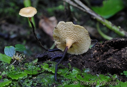 Polyporus leprieurii QQ Chicaque DW Ms