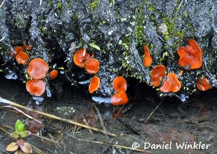 Scutellinia Paramo DW S