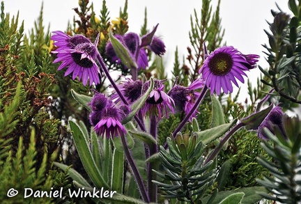 Senecio formosus Arnica falsa Paramo DW Ms
