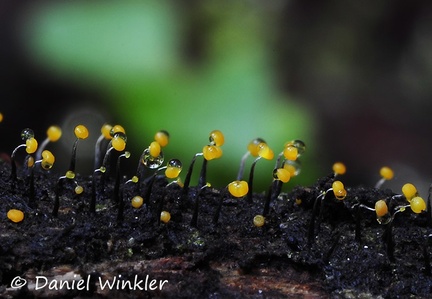 Slime mold yellow black stemmed Chicaque DW Ms