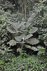 Solanum quitonense Lulu shrub in woods Ms