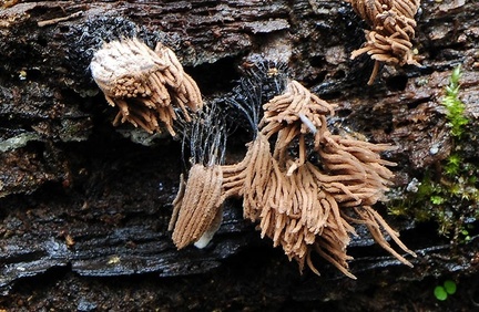 Stemonitis Chicaque DW Ms