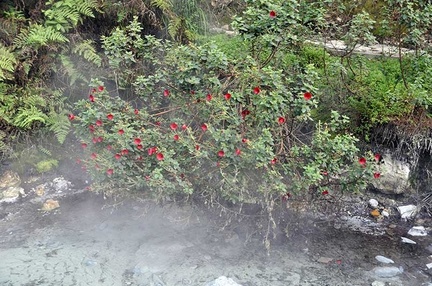 Termales del Ruiz Tibouchina S