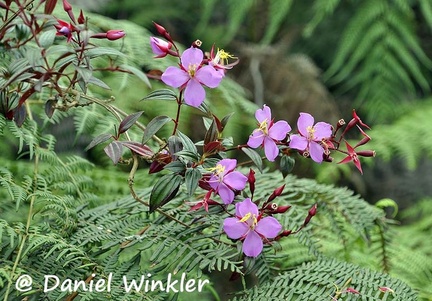 Tibouchina flowering branch DW Ms