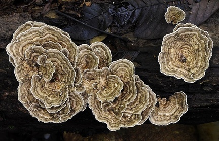 Trametes above Choco DW MS