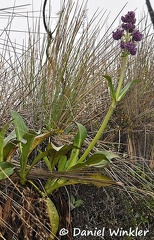 Valeriana plantaginea DW Ms