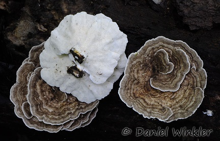 Trametes display Choco DW MS