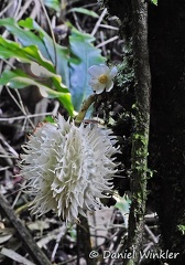 White fruit Armagal DW Ms