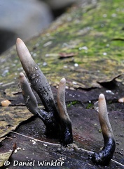 Xylaria 4 Choco DW Ms