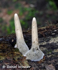 Xylaria 2 budding Choco DW Ms