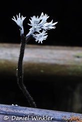 Xylaria anamorph Choco DW Ms