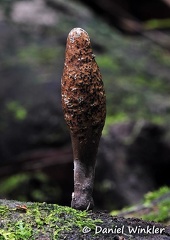 Xylaria brown Choco DW Ms