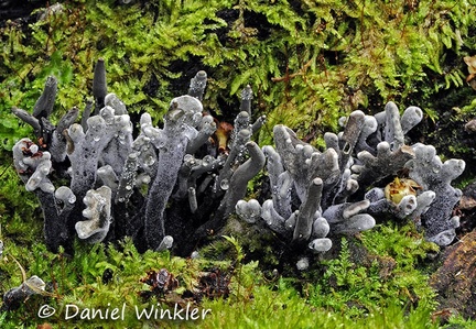 Xylaria young with Dew DW Ms