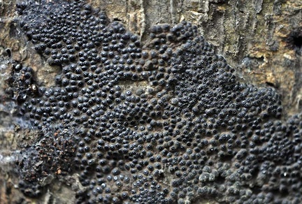 Xylariaceae crust Ms