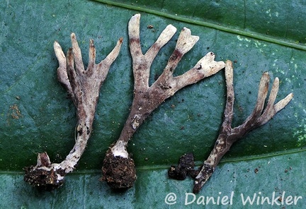 Xylaroid fungus disp Chicaque DW Ms