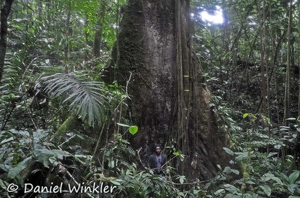 Yas giant tree Amargal DW Ms