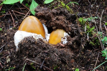 Eggs of Amanita hemibapha, the Himalayan Caesar, a choice edible