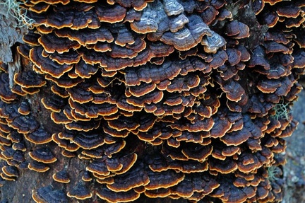 What a fruiting! But I ahve no idea what this is. I did not take an image of the pores.