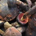 Some bolete close to Neoboletus luridiformis. It can be found on the bigger mushroom markets, but traditionally not often eaten by Tibetan communities.