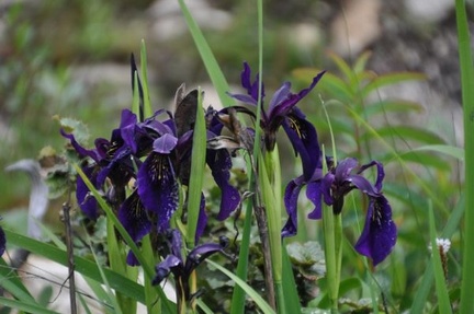 An Iris chrysographes, common above Dartsendo.